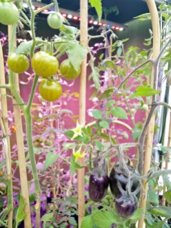 tomater på båge